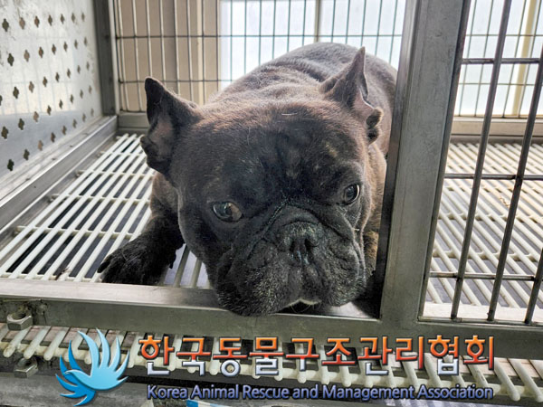 한국동물구조관리협회_411323202300751